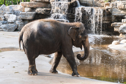 Asian elephant Elephant by the water
