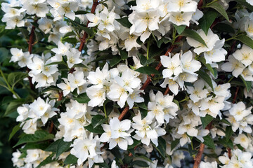 A bush with jasmine flowers grows in the garden.