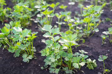 Green parsley grows on the ground in the garden.