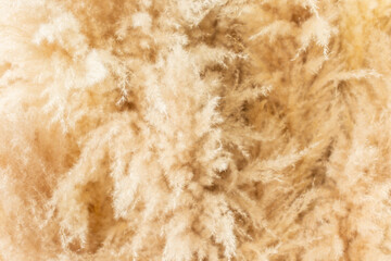 Pampas grass neutral beige color background close-up. Plant texture. Scandinavian minimalistic home design poster