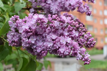 Bunches of lilac in a residential area of the city with cloudy spring day