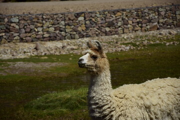 Llama grazing in a meadow. Off-road tour on the salt flat Salar de Uyuni in Bolivia