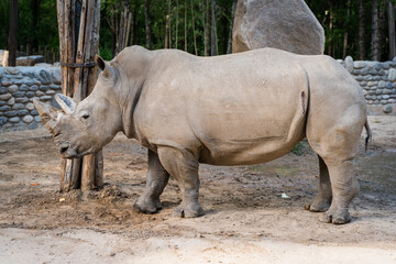 Naklejka premium Rhino walking outdoors