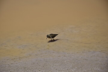 Naklejka premium The bird feeds on the shore of the lake. Off-road tour on the salt flat Salar de Uyuni in Bolivia
