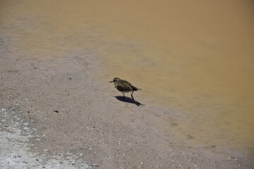 The bird feeds on the shore of the lake. Off-road tour on the salt flat Salar de Uyuni in Bolivia