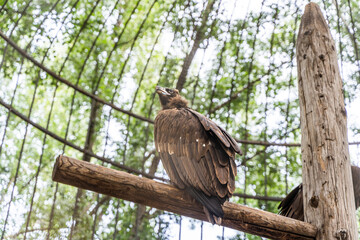 vulture in cage