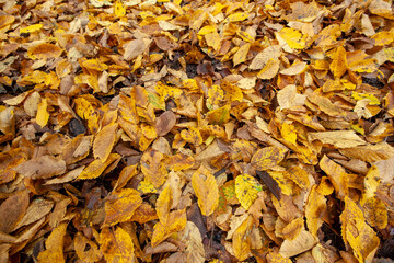 fallen foliage in autumn during leaf fall in cloudy weather