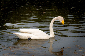 Fototapeta premium White swan swimming in the water in the evening