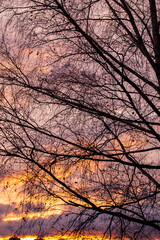 bare trees during sunset after leaf fall