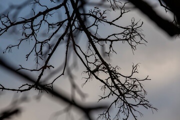 bare trees during sunset after leaf fal