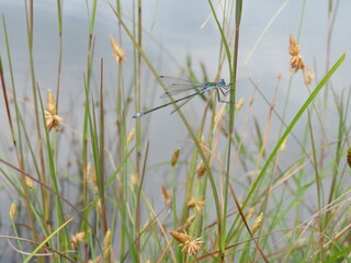 Obraz premium Green damselfly staying in the grass by the pond