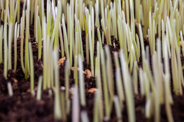 Obraz premium young sprouted wheat in the agricultural field