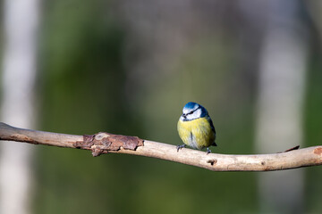 Bird photography, of eurasian blue tit (Cyanistes caeruleus) a passerine A blue, yellow and white bird. Soft focus, blurred, green, background, with place for text.	