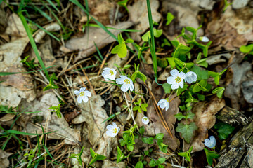 Szczawik zajęczy, biały kwiatek kwitnący wiosną w lesie i na łąkach.
Roślina o właściwościach leczniczych i zdrowotnych, źródło witamin i innych wartości odżywczych