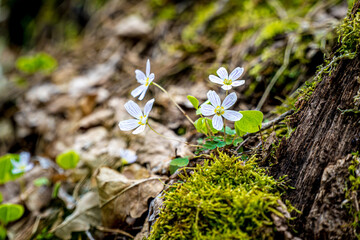 Szczawik zajęczy, biały kwiatek kwitnący wiosną w lesie i na łąkach.
Roślina o właściwościach leczniczych i zdrowotnych, źródło witamin i innych wartości odżywczych