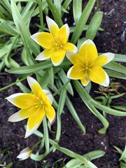 Obraz premium Flowers of the late tulip Tarde