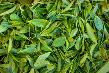 Tea preparation: fresh tea leaves