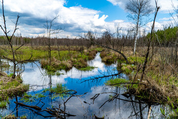 Park krajobrazowy Lasy nad Górną Liswartą na Śląsku w Polsce. Rozlewiska i bagna utworzone przez działalność Bobra. 