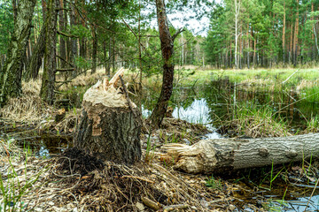 Park krajobrazowy Lasy nad Górną Liswartą na Śląsku w Polsce. Rozlewiska i bagna utworzone przez działalność Bobra. 