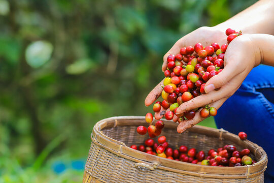 hand plantation coffee berries with farmer harvest in farm.harvesting Robusta and arabica  coffee berries by agriculturist hands,Worker Harvest arabica coffee berries on its branch, harvest concept.
