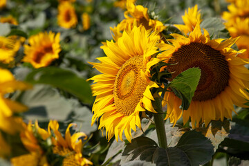 agricultural field where sunflower is grown for oil production