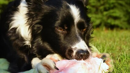 beautiful close up of a hungry and satisfied border collie puppy dog ​​biting his bone