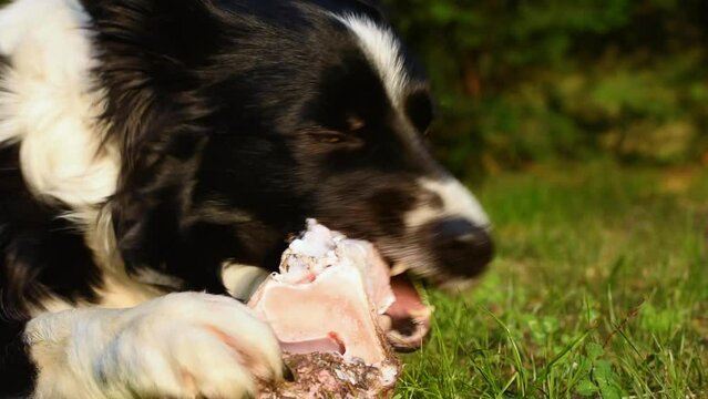 Close up of a border collie puppy dog relieves his stress by nibbling on a bone