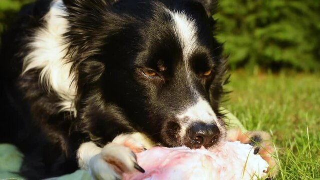 beautiful close up of a hungry and satisfied border collie puppy dog ​​biting his bone
