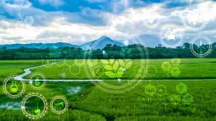 Icon  technology  in rice with modern technology application in rice fields production control  for...