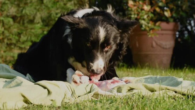 A gritty border collie puppy dog ​​eagerly tears the skin off the bone