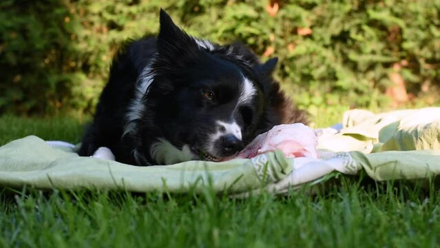 A cute border collie puppy relieves stress with his bone in the garden.