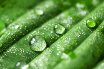 Rain drops on green leaf, macro photo. Water drops of dew on leaf. Natural background.