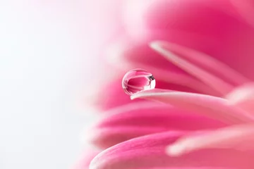 Foto op Plexiglas Pink flower petals  with water drop close up. Macro photography of gerbera flower petals with dew. © Inna Dodor