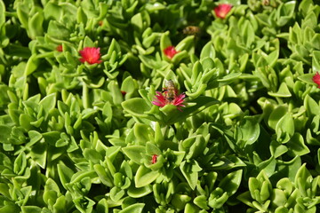 Vegetation in Cerro Santa Lucia. Santiago, Chile