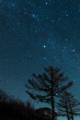 stars and tree