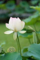 Obraz premium 宇治の三室戸寺の蓮の花