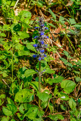 In the wild bloom Ajuga reptans .