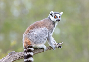 Lemur Catta (Maki) in nature © michaklootwijk