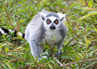Lemur Catta (Maki) in nature