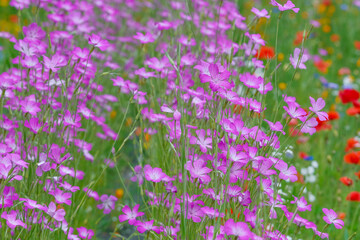 Naklejka premium アグロステンマの花