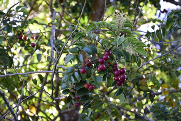 Red fruits on a tree in a park on a hill. Puerto Varas, Chile.
