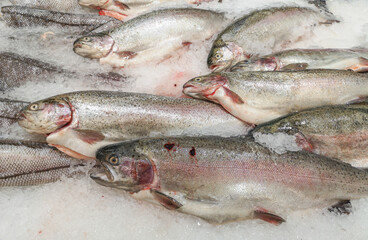 Trout fish in ice on the counter