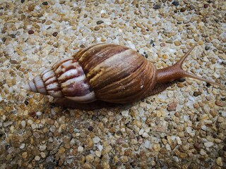 snail on the stone