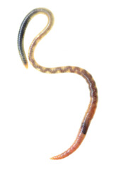 Earthworm on a white background.