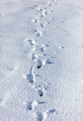 Dog footprints in the snow.