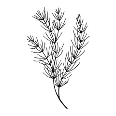 Grass for bouquets Asparagus, herringbone. Vector stock illustration eps10. Outline, isolate on white background. Hand drawn.