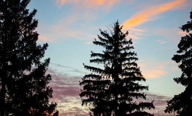 Coniferous tree in the rays of the sunset. Background