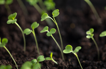 Small green sprouts of seedlings in the ground