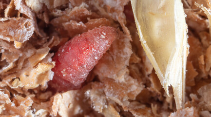 Red maggot worms in sawdust.