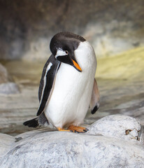 Portrait of a penguin in the park.